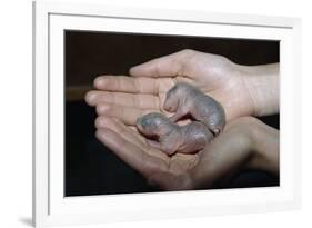 Hands Holding Infant Prairie Dogs-W. Perry Conway-Framed Photographic Print