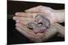 Hands Holding Infant Prairie Dogs-W. Perry Conway-Mounted Photographic Print