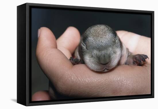 Hands Holding Prairie Dog Pup-W. Perry Conway-Framed Stretched Canvas