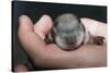 Hands Holding Prairie Dog Pup-W. Perry Conway-Stretched Canvas