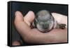 Hands Holding Prairie Dog Pup-W. Perry Conway-Framed Stretched Canvas