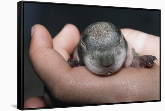 Hands Holding Prairie Dog Pup-W. Perry Conway-Framed Stretched Canvas