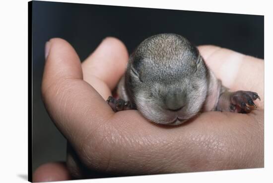 Hands Holding Prairie Dog Pup-W. Perry Conway-Stretched Canvas