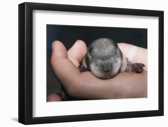 Hands Holding Prairie Dog Pup-W. Perry Conway-Framed Photographic Print