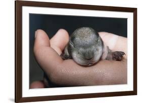 Hands Holding Prairie Dog Pup-W. Perry Conway-Framed Photographic Print