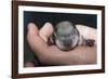Hands Holding Prairie Dog Pup-W. Perry Conway-Framed Photographic Print