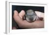 Hands Holding Prairie Dog Pup-W. Perry Conway-Framed Photographic Print