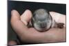 Hands Holding Prairie Dog Pup-W. Perry Conway-Mounted Photographic Print