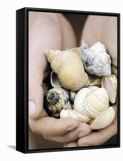 Hands Holding Seashells-null-Framed Stretched Canvas