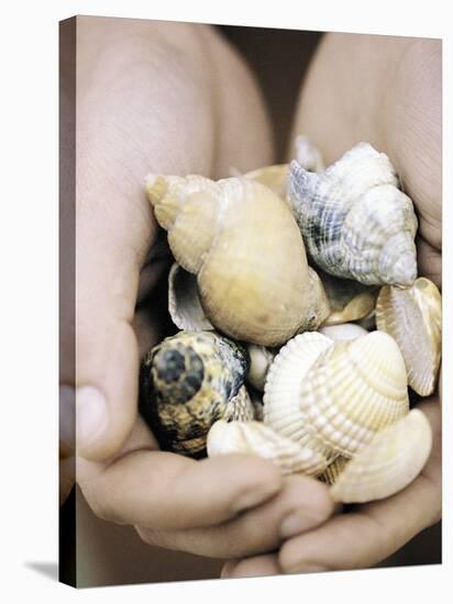 Hands Holding Seashells-null-Stretched Canvas