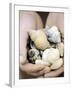 Hands Holding Seashells-null-Framed Photographic Print