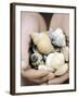 Hands Holding Seashells-null-Framed Photographic Print