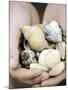 Hands Holding Seashells-null-Mounted Photographic Print