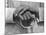 Hands of a Construction Worker, Mexico, 1926-Tina Modotti-Mounted Photographic Print