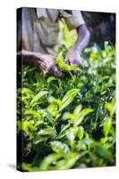 Hands of a Tea Picker Picking Tea in the Sri Lanka Central Highlands, Tea Country, Sri Lanka, Asia-Matthew Williams-Ellis-Stretched Canvas