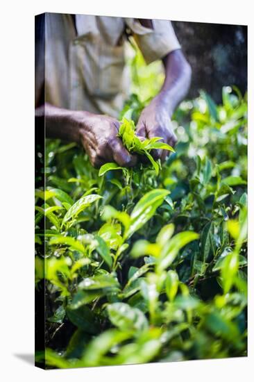 Hands of a Tea Picker Picking Tea in the Sri Lanka Central Highlands, Tea Country, Sri Lanka, Asia-Matthew Williams-Ellis-Stretched Canvas