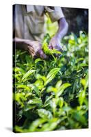 Hands of a Tea Picker Picking Tea in the Sri Lanka Central Highlands, Tea Country, Sri Lanka, Asia-Matthew Williams-Ellis-Stretched Canvas