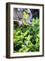 Hands of a Tea Picker Picking Tea in the Sri Lanka Central Highlands, Tea Country, Sri Lanka, Asia-Matthew Williams-Ellis-Framed Photographic Print