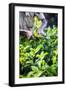 Hands of a Tea Picker Picking Tea in the Sri Lanka Central Highlands, Tea Country, Sri Lanka, Asia-Matthew Williams-Ellis-Framed Photographic Print