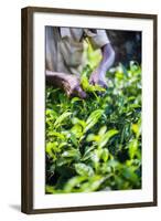 Hands of a Tea Picker Picking Tea in the Sri Lanka Central Highlands, Tea Country, Sri Lanka, Asia-Matthew Williams-Ellis-Framed Photographic Print