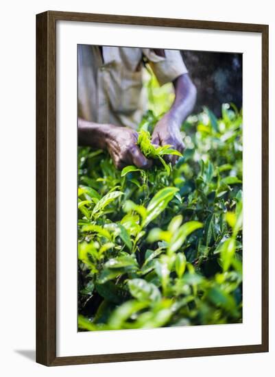 Hands of a Tea Picker Picking Tea in the Sri Lanka Central Highlands, Tea Country, Sri Lanka, Asia-Matthew Williams-Ellis-Framed Photographic Print