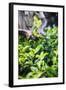 Hands of a Tea Picker Picking Tea in the Sri Lanka Central Highlands, Tea Country, Sri Lanka, Asia-Matthew Williams-Ellis-Framed Photographic Print