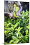 Hands of a Tea Picker Picking Tea in the Sri Lanka Central Highlands, Tea Country, Sri Lanka, Asia-Matthew Williams-Ellis-Mounted Photographic Print