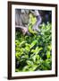 Hands of a Tea Picker Picking Tea in the Sri Lanka Central Highlands, Tea Country, Sri Lanka, Asia-Matthew Williams-Ellis-Framed Photographic Print