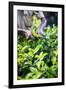 Hands of a Tea Picker Picking Tea in the Sri Lanka Central Highlands, Tea Country, Sri Lanka, Asia-Matthew Williams-Ellis-Framed Photographic Print