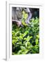 Hands of a Tea Picker Picking Tea in the Sri Lanka Central Highlands, Tea Country, Sri Lanka, Asia-Matthew Williams-Ellis-Framed Photographic Print