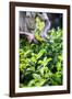 Hands of a Tea Picker Picking Tea in the Sri Lanka Central Highlands, Tea Country, Sri Lanka, Asia-Matthew Williams-Ellis-Framed Photographic Print