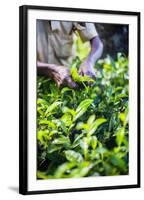 Hands of a Tea Picker Picking Tea in the Sri Lanka Central Highlands, Tea Country, Sri Lanka, Asia-Matthew Williams-Ellis-Framed Photographic Print