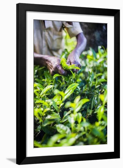 Hands of a Tea Picker Picking Tea in the Sri Lanka Central Highlands, Tea Country, Sri Lanka, Asia-Matthew Williams-Ellis-Framed Photographic Print