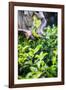 Hands of a Tea Picker Picking Tea in the Sri Lanka Central Highlands, Tea Country, Sri Lanka, Asia-Matthew Williams-Ellis-Framed Photographic Print