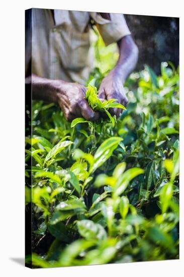 Hands of a Tea Picker Picking Tea in the Sri Lanka Central Highlands, Tea Country, Sri Lanka, Asia-Matthew Williams-Ellis-Stretched Canvas