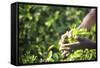 Hands of a Tea Picker Picking Tea in the Sri Lanka Central Highlands, Tea Country, Sri Lanka, Asia-Matthew Williams-Ellis-Framed Stretched Canvas