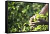 Hands of a Tea Picker Picking Tea in the Sri Lanka Central Highlands, Tea Country, Sri Lanka, Asia-Matthew Williams-Ellis-Framed Stretched Canvas