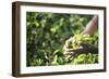 Hands of a Tea Picker Picking Tea in the Sri Lanka Central Highlands, Tea Country, Sri Lanka, Asia-Matthew Williams-Ellis-Framed Photographic Print