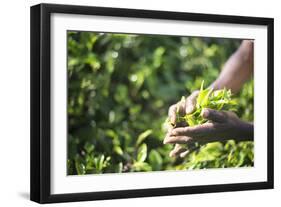 Hands of a Tea Picker Picking Tea in the Sri Lanka Central Highlands, Tea Country, Sri Lanka, Asia-Matthew Williams-Ellis-Framed Photographic Print