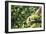 Hands of a Tea Picker Picking Tea in the Sri Lanka Central Highlands, Tea Country, Sri Lanka, Asia-Matthew Williams-Ellis-Framed Photographic Print