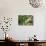 Hands of a Tea Picker Picking Tea in the Sri Lanka Central Highlands, Tea Country, Sri Lanka, Asia-Matthew Williams-Ellis-Photographic Print displayed on a wall