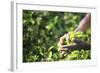 Hands of a Tea Picker Picking Tea in the Sri Lanka Central Highlands, Tea Country, Sri Lanka, Asia-Matthew Williams-Ellis-Framed Photographic Print