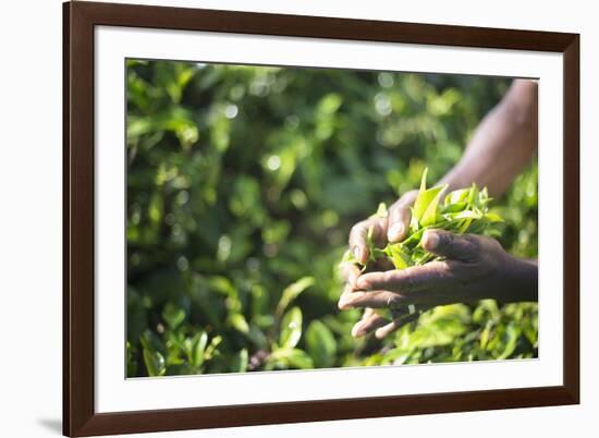 Hands of a Tea Picker Picking Tea in the Sri Lanka Central Highlands, Tea Country, Sri Lanka, Asia-Matthew Williams-Ellis-Framed Photographic Print