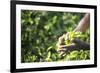 Hands of a Tea Picker Picking Tea in the Sri Lanka Central Highlands, Tea Country, Sri Lanka, Asia-Matthew Williams-Ellis-Framed Photographic Print