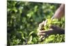 Hands of a Tea Picker Picking Tea in the Sri Lanka Central Highlands, Tea Country, Sri Lanka, Asia-Matthew Williams-Ellis-Mounted Photographic Print