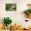 Hands of a Tea Picker Picking Tea in the Sri Lanka Central Highlands, Tea Country, Sri Lanka, Asia-Matthew Williams-Ellis-Photographic Print displayed on a wall