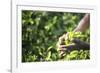 Hands of a Tea Picker Picking Tea in the Sri Lanka Central Highlands, Tea Country, Sri Lanka, Asia-Matthew Williams-Ellis-Framed Photographic Print