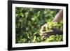 Hands of a Tea Picker Picking Tea in the Sri Lanka Central Highlands, Tea Country, Sri Lanka, Asia-Matthew Williams-Ellis-Framed Photographic Print