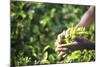 Hands of a Tea Picker Picking Tea in the Sri Lanka Central Highlands, Tea Country, Sri Lanka, Asia-Matthew Williams-Ellis-Mounted Photographic Print