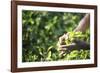 Hands of a Tea Picker Picking Tea in the Sri Lanka Central Highlands, Tea Country, Sri Lanka, Asia-Matthew Williams-Ellis-Framed Photographic Print